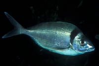 Nemadactylus macropterus