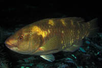 Notolabrus fucicola