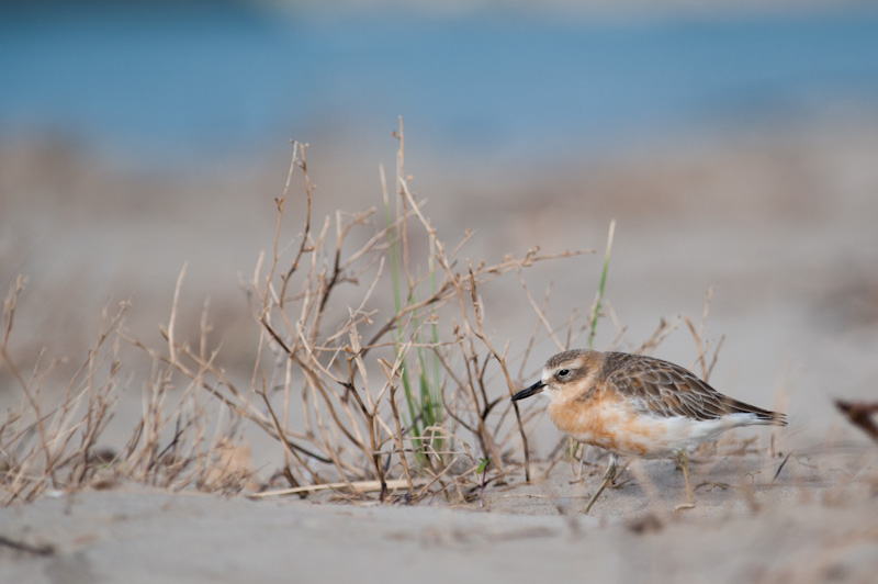 New Zealand Dotterel