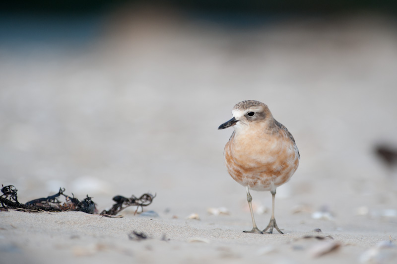 New Zealand Dotterel