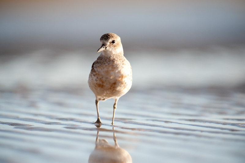 New Zealand Dotterel