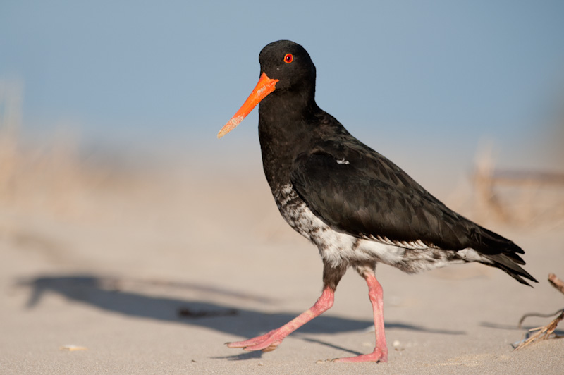 Variable Oystercatcher