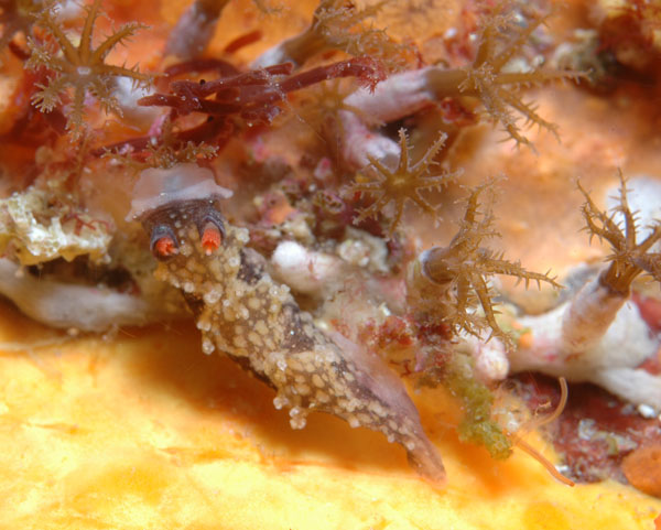 Tritonia flemingi