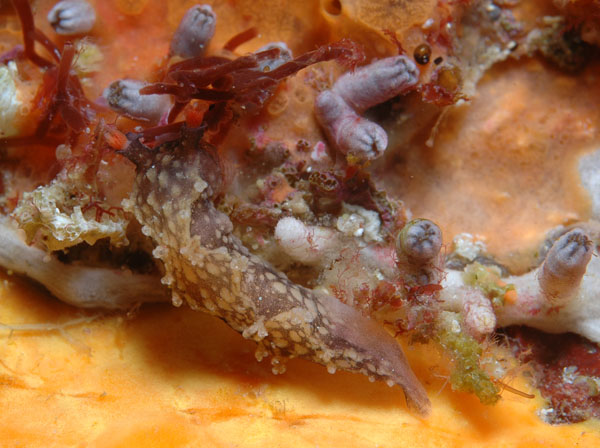 Tritonia flemingi