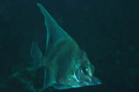 Zanclistius elevatus