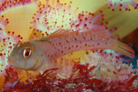 Notoclinops yaldwyni