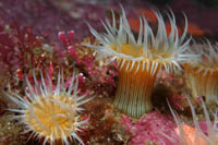 Anthothoe albocincta