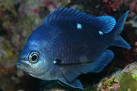 Chromis dispilus