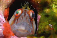 Parablennius laticlavius
