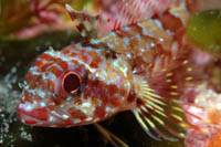 Cryptichthys jojettae