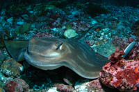 Myliobatis tenuicaudatus