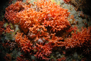 Oculina virgosa