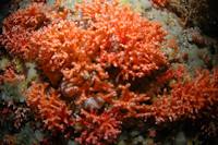 Oculina virgosa