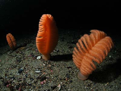 Pteroeides bollonsi