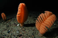 Pteroeides bollonsi