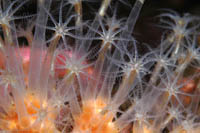 Alcyonium sp.