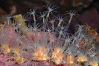 Alcyonium sp.