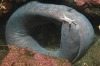 Eptatretus cirrhatus