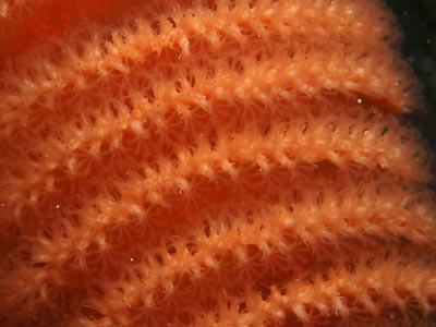 Pteroeides bollonsi