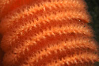 Pteroeides bollonsi