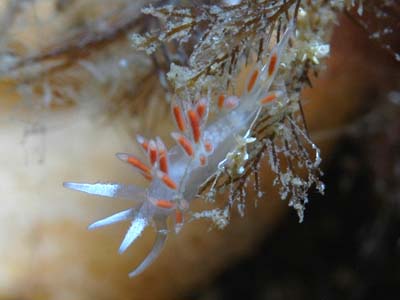 Coryphellina albomarginata