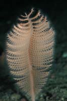 Acanthoptilum