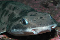 Cephaloscyllium isabellum