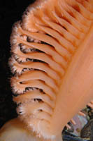 Pteroeides bollonsi