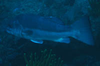 Polyprion oxygenios