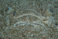 Kathetostoma giganteum