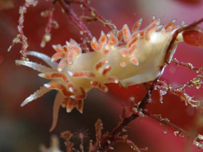 Coryphellina albomarginata