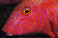 Upeneichthys lineatus