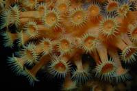 Parazoanthus elongatus