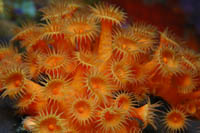 Parazoanthus elongatus