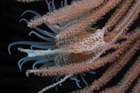 Antiparactis sp.