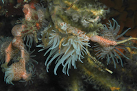 Antiparactis sp.
