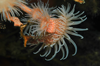 Antiparactis sp.