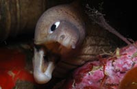 Gymnothorax nubilus