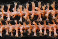 Primnoa sp.