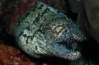 Enchelycore ramosa