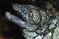Enchelycore ramosa