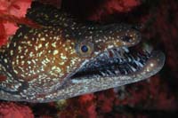 Enchelycore ramosa