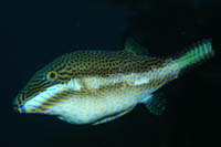 Canthigaster callisterna