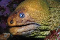 Gymnothorax prasinus