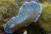 Stylochoplana sp.