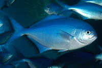 Scorpis violacea