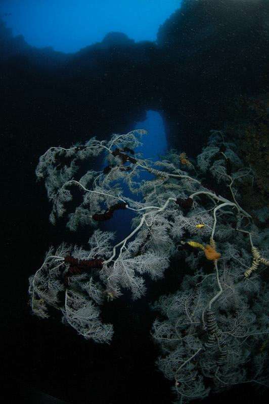 Black Coral Tree