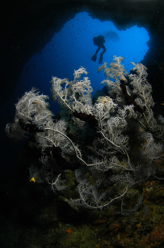 Black Coral Tree