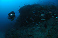 Northern Arch, Poor Knights Islands