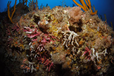 Oculina virgosa